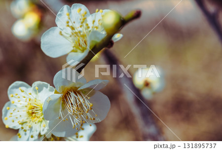 梅の花3ー28 131895737