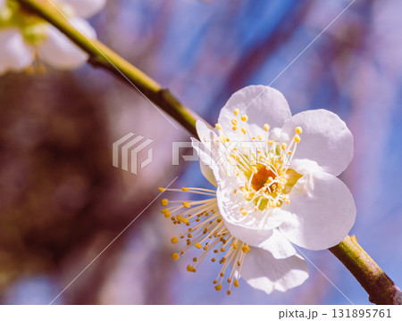 梅の花3ー57 梅の花3ー57 131895761