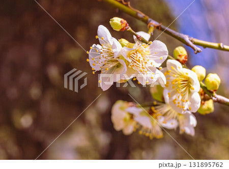 梅の花3ー58 梅の花3ー58 131895762