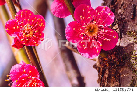 梅の花3ー68 梅の花3ー68 131895772