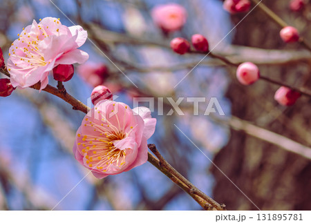 梅の花3ー77 梅の花3ー77 131895781