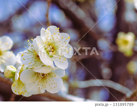 梅の花3ー52 梅の花3ー52 131895789