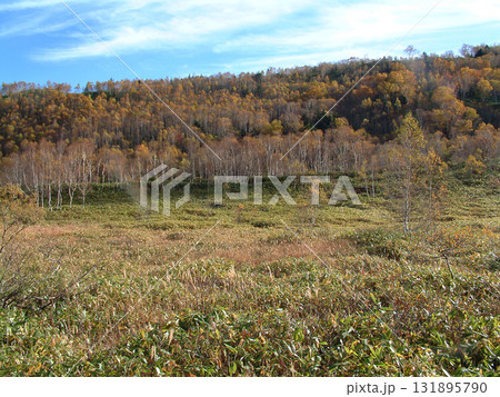 Shiga Kogen / 晩秋から初冬へ紅葉・黄葉の進む志賀高原国立公園(熊笹とダケカンバ) Shiga Kogen / 晩秋から初冬へ紅葉・黄葉の進む志賀高原国立公園(熊笹とダケカンバ) 131895790