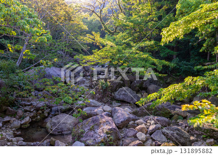 朝日と新緑　西部林道地域　世界自然遺産屋久島 131895882