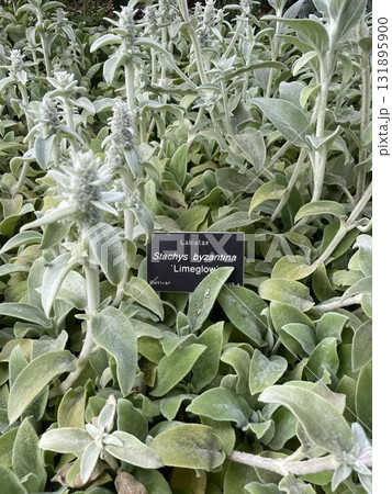 Stachys byzantina   131895900