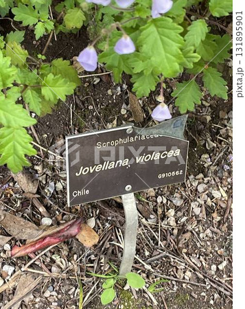 Jovellana violacea Jovellana violacea 131895901