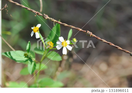 Bidens alba , Butterfly needles or Common beggarticks or Hairy beggarticks or Romerillo or Shepherds needles or Spanish needles or Tridax Daisy or Tridax procumbens near the barbed wire fence 131896011