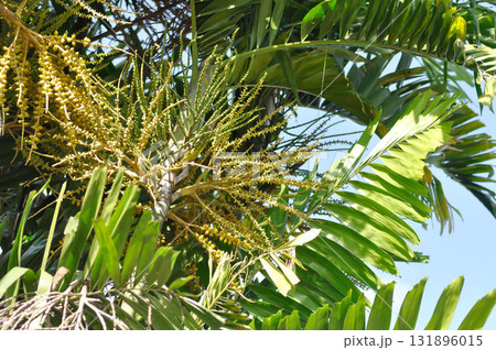 Areca catechu L or Normanbya normanbyi, Wodyetia bifurcata AK Irvine or Foxtail palm or ARECACEAE or PALMAE leaves or leaves of betel palm or betel nut or leaves of palm and sky 131896015