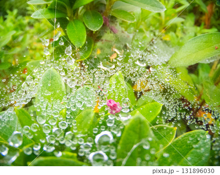 蜘蛛の巣が雨の記憶を編み込んでいる"The Web Weaves Rain’s Memory"   131896030