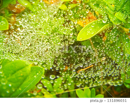 蜘蛛の巣が雨の記憶を編み込んでいる"The Web Weaves Rain’s Memory" 蜘蛛の巣が雨の記憶を編み込んでいる"The Web Weaves Rain’s Memory" 131896031
