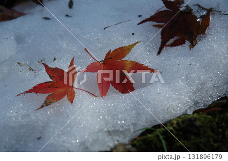 晩秋・初冬～早朝の日本庭園で降り積もった新雪の上に散った赤いもみじの落葉(クローズアップ接写撮影) 131896179