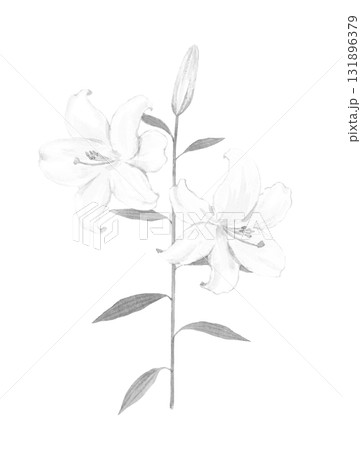 白いユリの花のモノクロイラスト 131896379