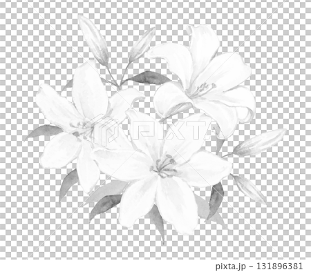 白百合花束單色插圖 131896381