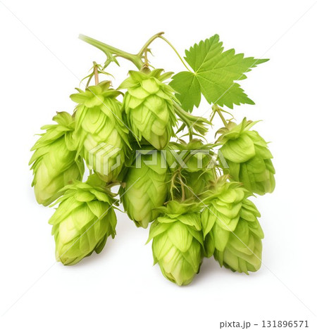 Fresh Humulus Lupulus Hops Isolated on White Background. Generative ai 131896571