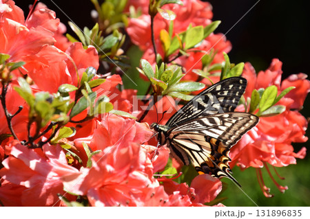A butterfly / 五月晴れの下で赤いツツジの花にとまるアゲハ蝶(クローズアップ接写撮り) 131896835