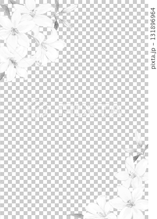 白ユリのフレーム モノクロイラスト 喪中はがき 白ユリのフレーム モノクロイラスト 喪中はがき 131896964