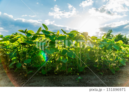 Young soybean plants grow vibrantly in the field, soaking up sunlight as they approach the harvest season 131896971
