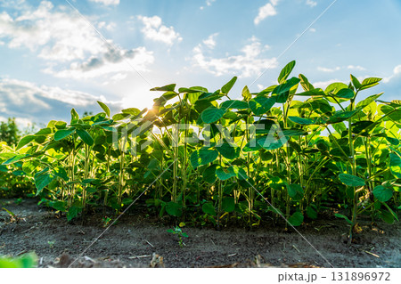 Green soybean plants grow abundantly in a field, enjoying warm sunlight on a clear day during the harvest period 131896972