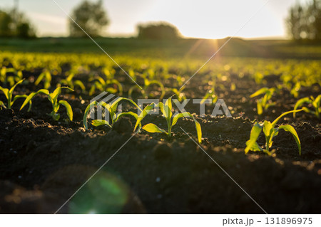 Young corn plants emerge from dark soil, basking in golden sunlight, signaling a season of growth and abundance in the field Young corn plants emerge from dark soil, basking in golden sunlight, signaling a season of growth and abundance in the field 131896975