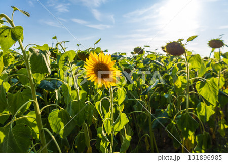 A field filled with blooming sunflowers stretches across the landscape under clear blue skies A field filled with blooming sunflowers stretches across the landscape under clear blue skies 131896985