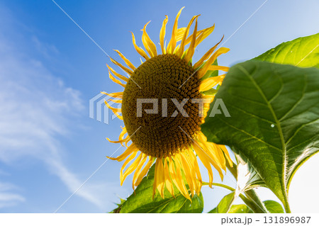 Bright yellow sunflower stands tall against a clear blue sky, showcasing its petals and vibrant green leaves under the sun Bright yellow sunflower stands tall against a clear blue sky, showcasing its petals and vibrant green leaves under the sun 131896987