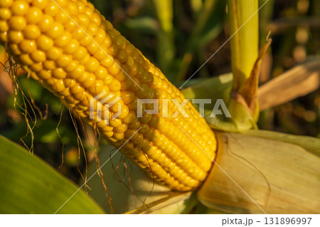 Mature corn is ready for harvest in a sunny field, showcasing bright yellow kernels on the cob, symbolizing agricultural success Mature corn is ready for harvest in a sunny field, showcasing bright yellow kernels on the cob, symbolizing agricultural success 131896997