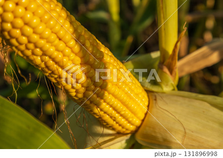 Ripe corn cob stands out in a sunny maize field, showcasing bright kernels ready for harvest during late summer 131896998