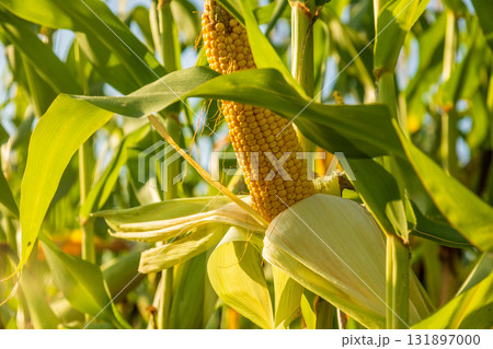 Golden corn cobs grow tall in a vibrant field, basking in sunlight, signaling a successful harvest season ahead 131897000