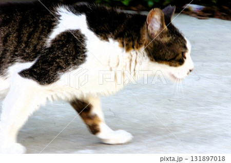 歩いて移動中の猫 131897018