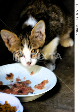 ご飯を食べている子猫 131897021