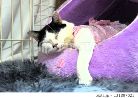 ベットからはみ出して眠っている猫 131897023