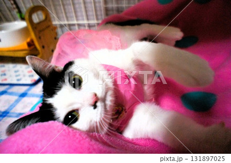 寝ながらじゃれつこうとしている猫 寝ながらじゃれつこうとしている猫 131897025