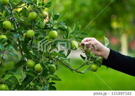 Hand reaches toward apples clustered on leafy branch 131897182