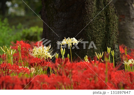 妖艶な魅力の彼岸花 妖艶な魅力の彼岸花 131897647