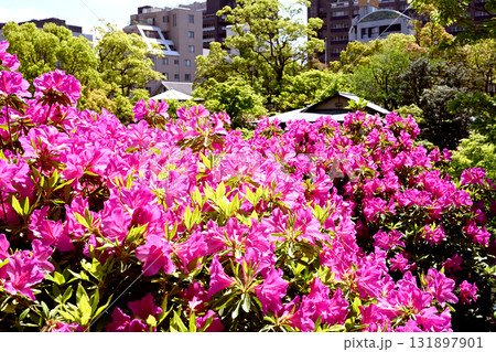 ツツジ百花繚乱 131897901