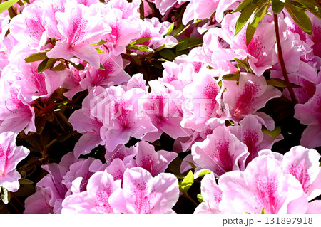 ツツジ百花繚乱 131897918