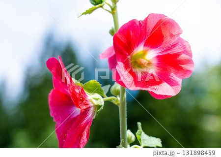 真夏のコケコッコ花 真夏のコケコッコ花 131898459