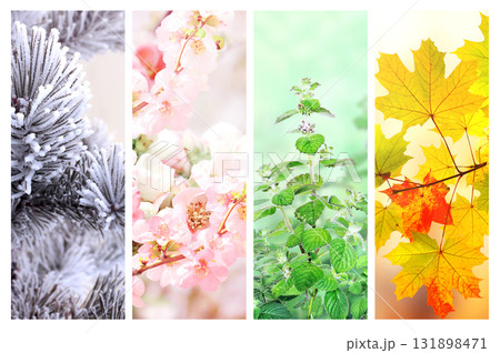 Set of nature banners depicting natural world. Four season of year. Each one features scene of nature, from snow of winter to vibrant leaves of fall. Perfect for showcasing of changing seasons Set of nature banners depicting natural world. Four season of year. Each one features scene of nature, from snow of winter to vibrant leaves of fall. Perfect for showcasing of changing seasons 131898471