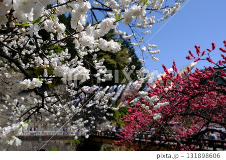 花桃の里 長野県阿智村 花桃の里 長野県阿智村 131898606