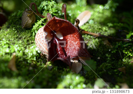 アリストロキア・サルバドレンシス アリストロキア・サルバドレンシス 131898673