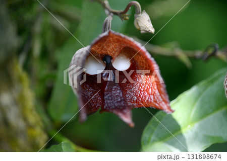 アリストロキア・サルバドレンシス 131898674