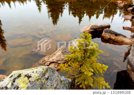 Peaceful waters of a lake and a little tree growing on rocks. 131899108
