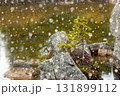 First snow at the mountain lake and a tree growing on rocks. 131899112