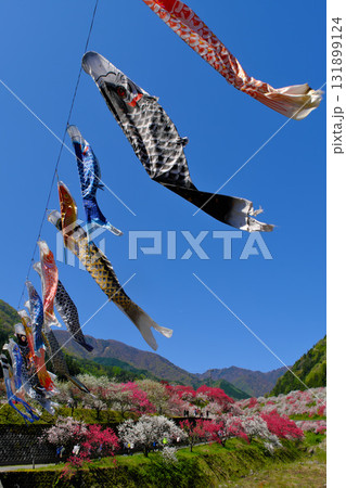 鯉のぼり舞う花桃の里 長野県 鯉のぼり舞う花桃の里 長野県 131899124
