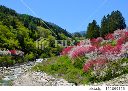 花桃の里　長野県阿智村 131899126
