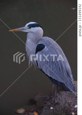 A grey heron stands / 夕暮れ時の薄暮の中で餌を待つアオサギの立ち姿 A grey heron stands / 夕暮れ時の薄暮の中で餌を待つアオサギの立ち姿 131899142