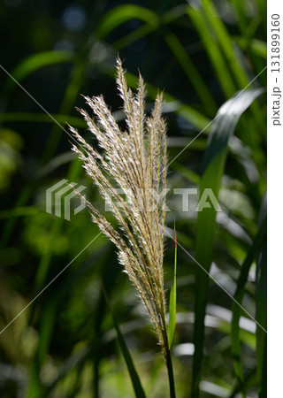 ススキの風景 ススキの風景 131899160