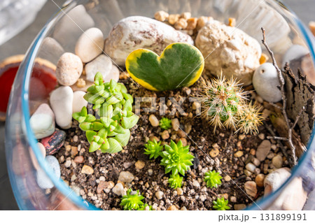 Close up top view of completed florarium with cacti, stones and decorative elements in a glass container. Concept of eco-friendly home decor, natural design and handcrafted botanical arrangement 131899191
