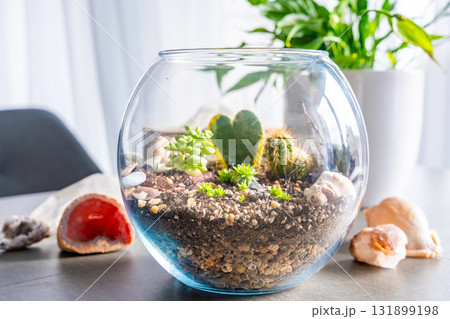 Completed terrarium with cacti, stones and decorative elements in a glass container. Concept of eco-friendly home decor, natural design and handcrafted botanical arrangement. Completed terrarium with cacti, stones and decorative elements in a glass container. Concept of eco-friendly home decor, natural design and handcrafted botanical arrangement. 131899198