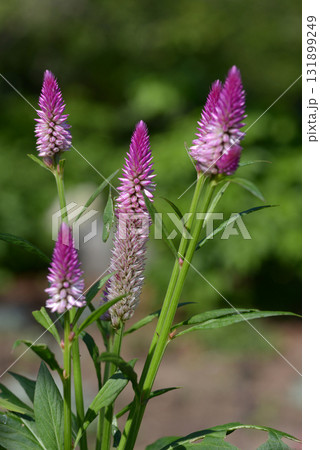 ノゲイトウ 131899249